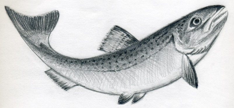 Fish Drawing Best