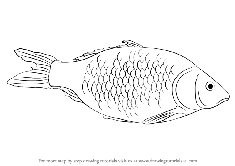Fish Drawing High-Quality