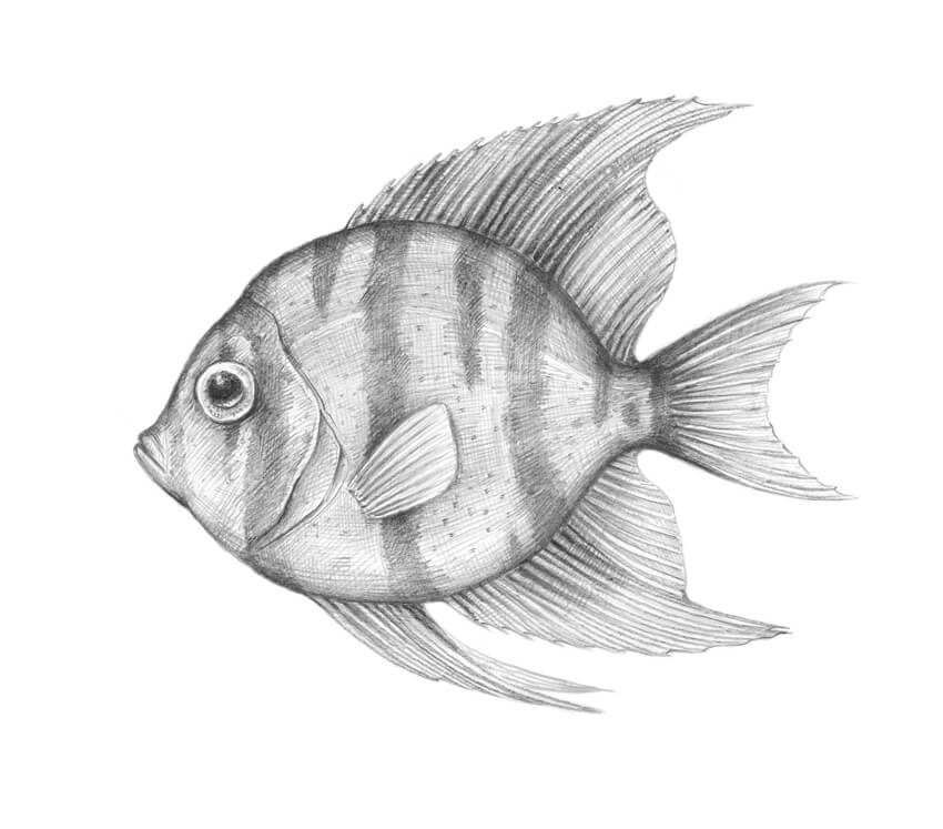 Fish Drawing Image