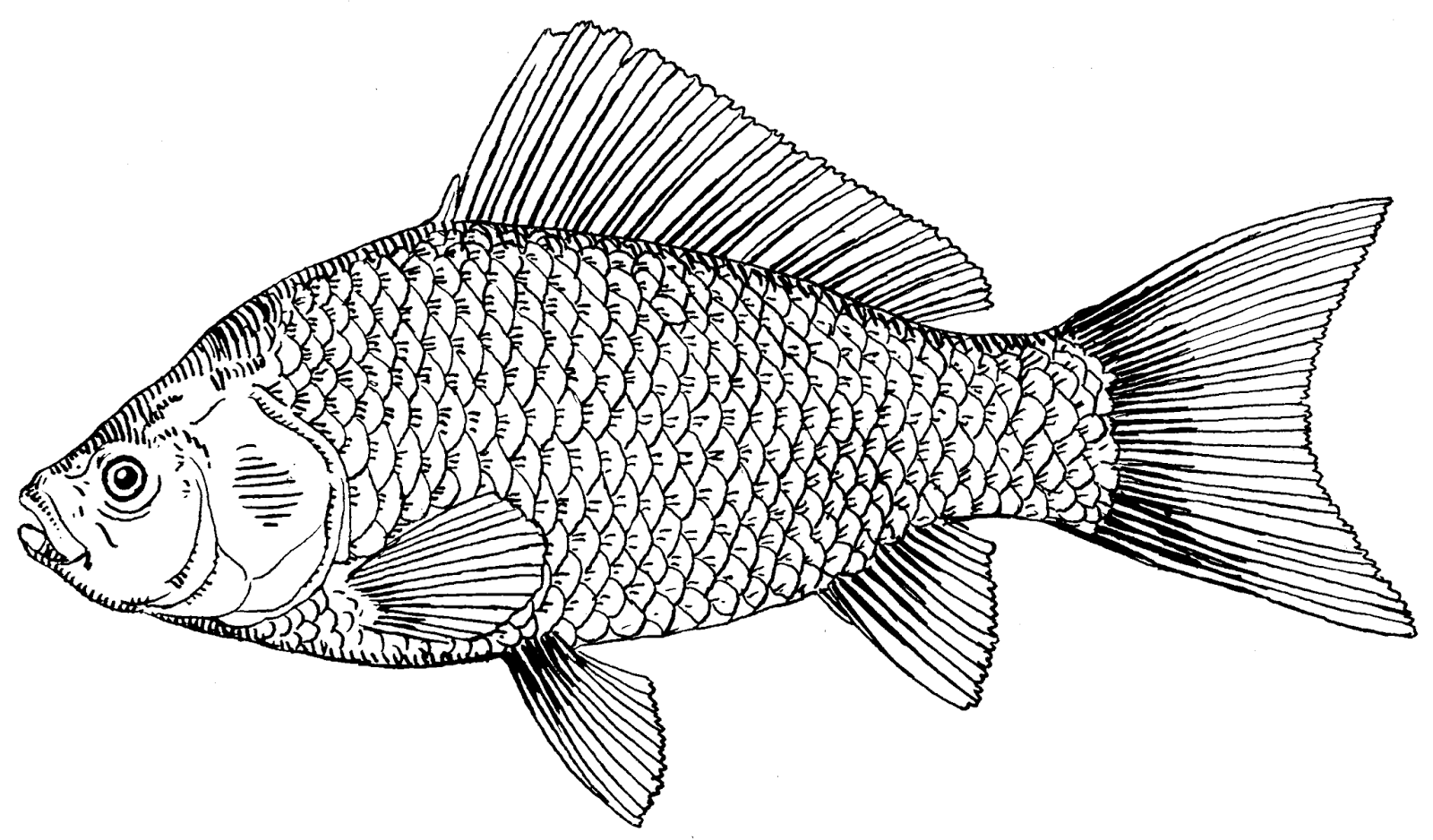 Fish Drawing Picture
