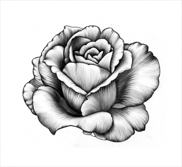 Flower Drawing Pic
