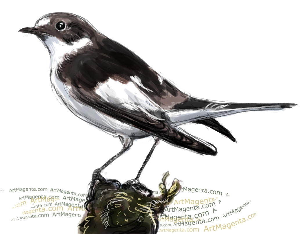 Flycatcher Art Drawing