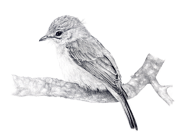 Flycatcher Drawing Art