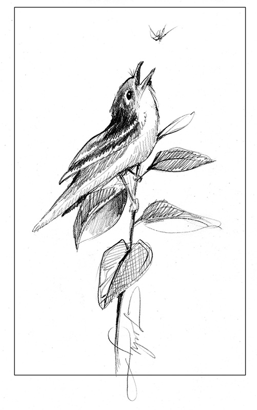 Flycatcher Drawing Creative Art