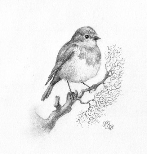 Flycatcher Drawing Image