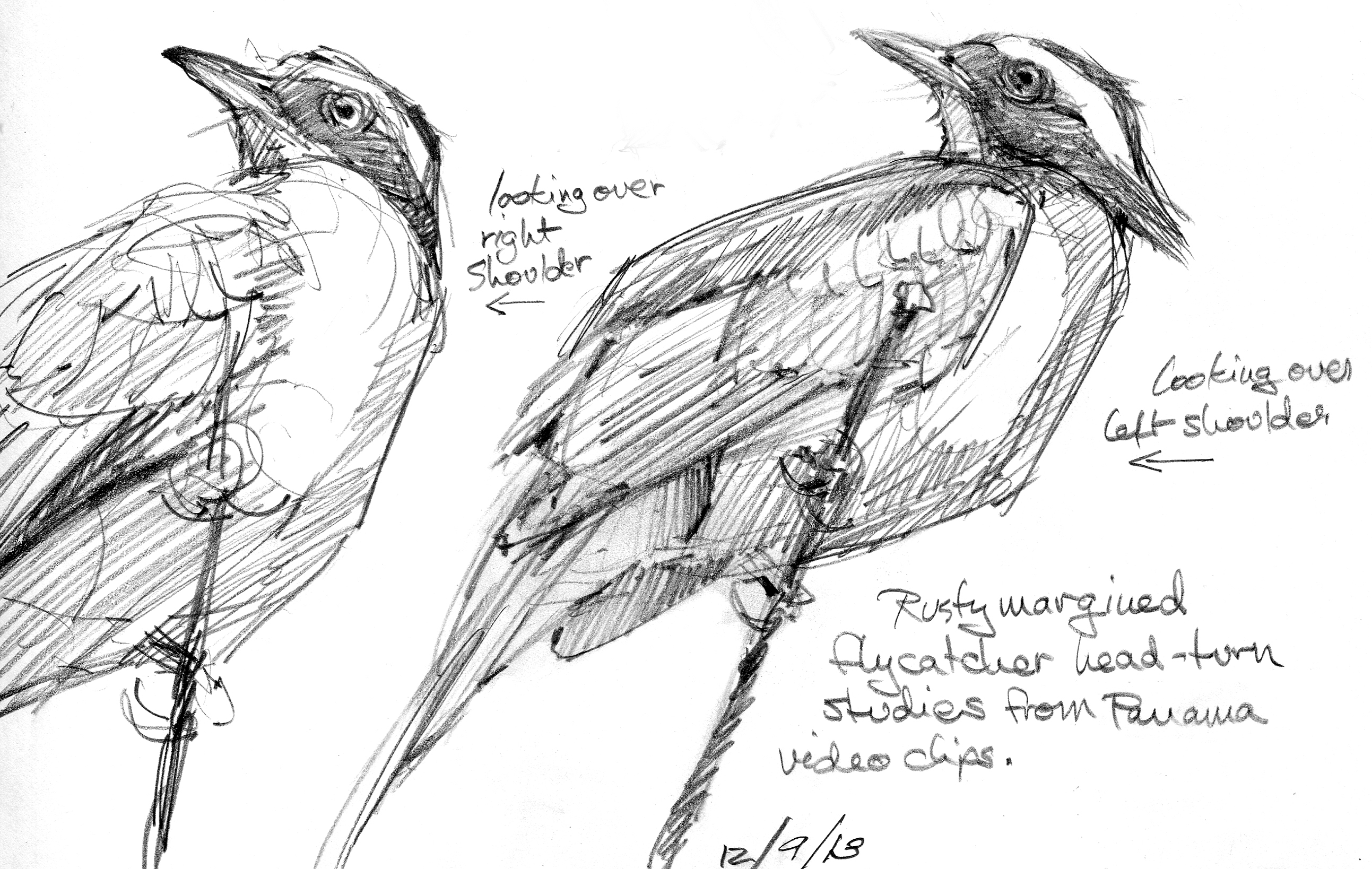Flycatcher Drawing Images