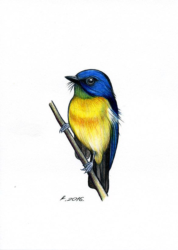 Flycatcher Drawing Photo