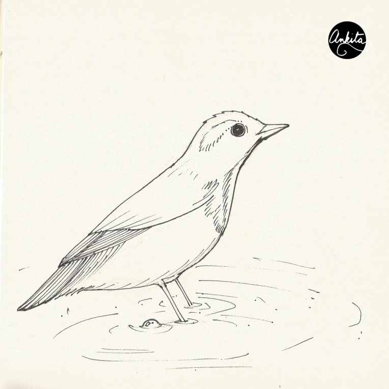 Flycatcher Drawing Photos