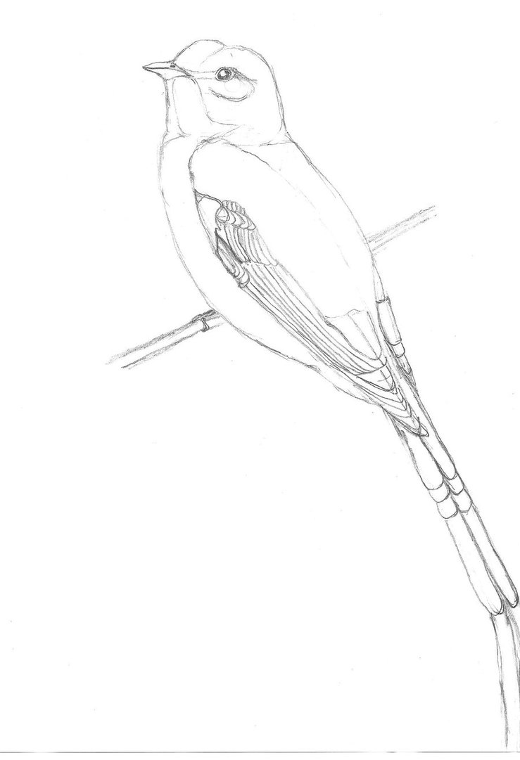 Flycatcher Drawing Pic