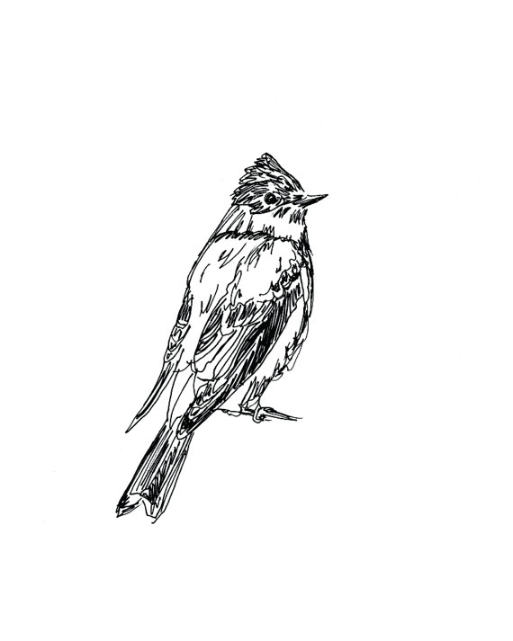 Flycatcher Drawing Pics