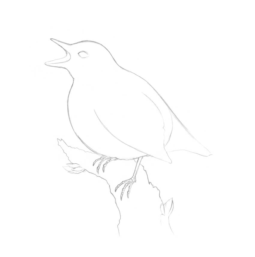 Flycatcher Drawing Picture