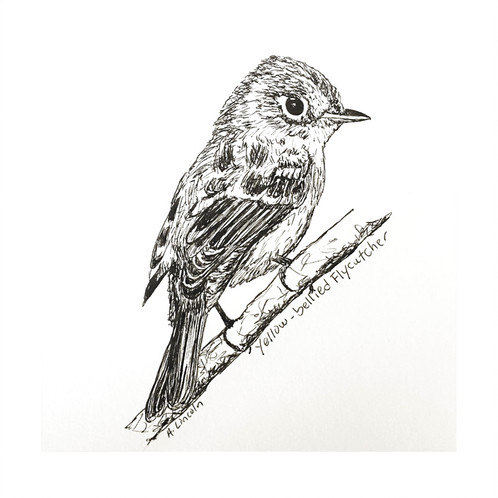 Flycatcher Drawing Realistic