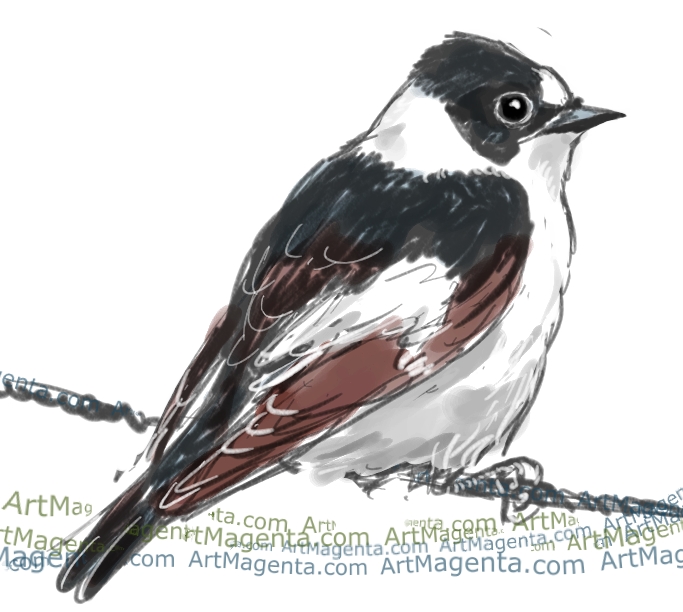 Flycatcher Drawing Sketch