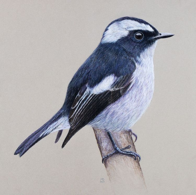 Flycatcher Drawing