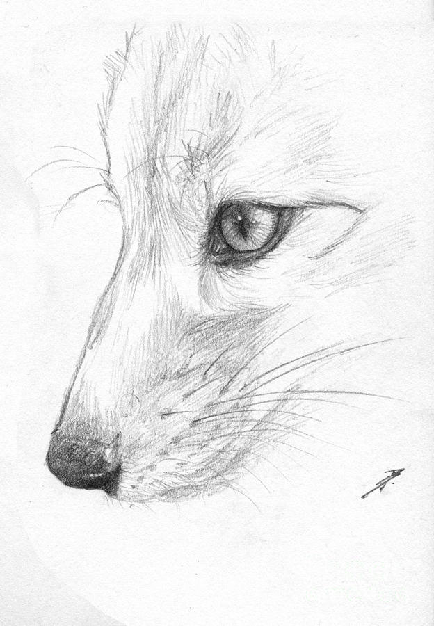 Fox Face Art Drawing