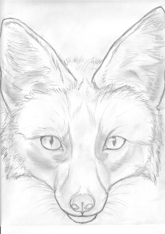 Fox Face Drawing Art