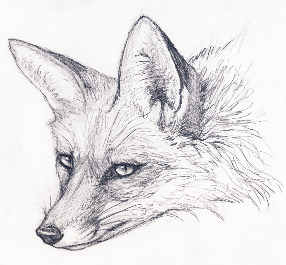 Fox Face Drawing Image