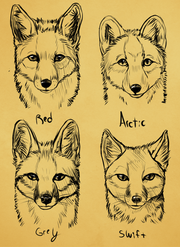 Fox Face Drawing Photo