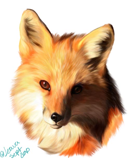 Fox Face Drawing Pic