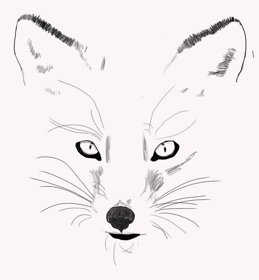 Fox Face Drawing Picture