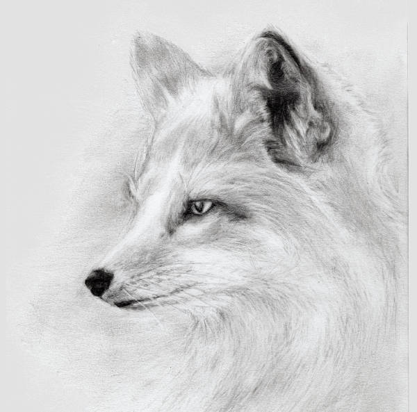 Fox Face Drawing Realistic