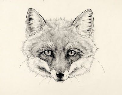 Fox Face Drawing