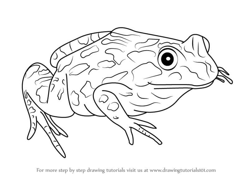 Frog Drawing Beautiful Image
