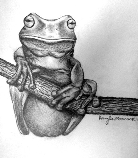 Frog Drawing Best