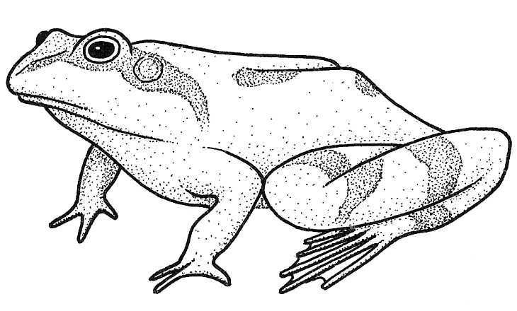 Frog Drawing Pics