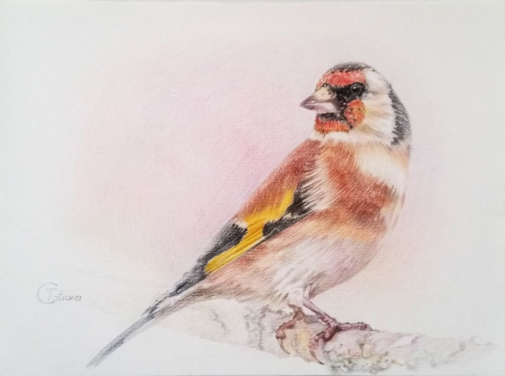Goldfinch Art Drawing
