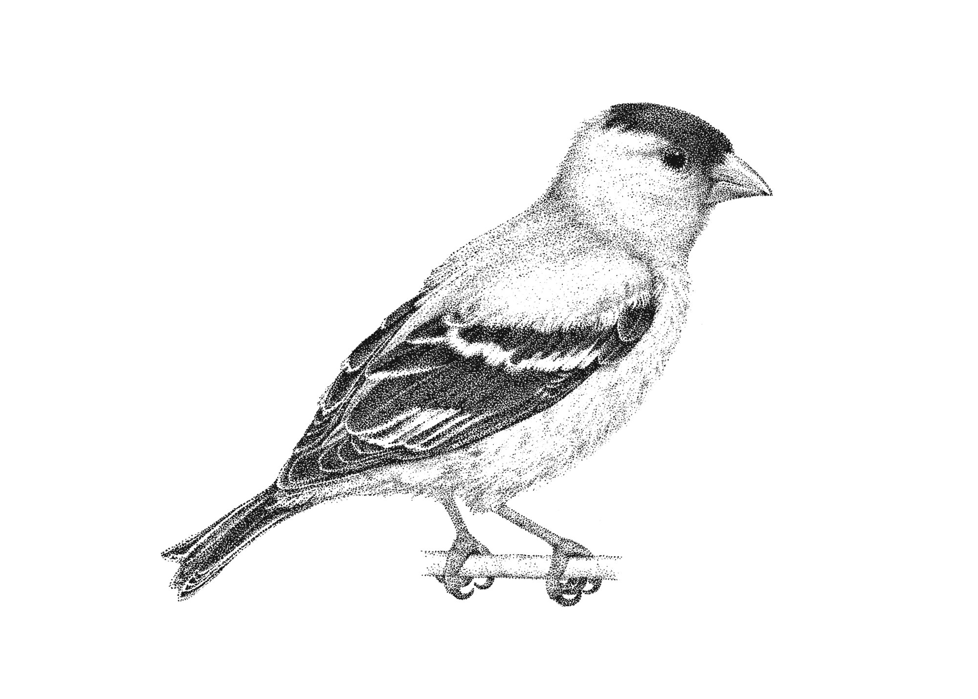 Goldfinch Drawing Art