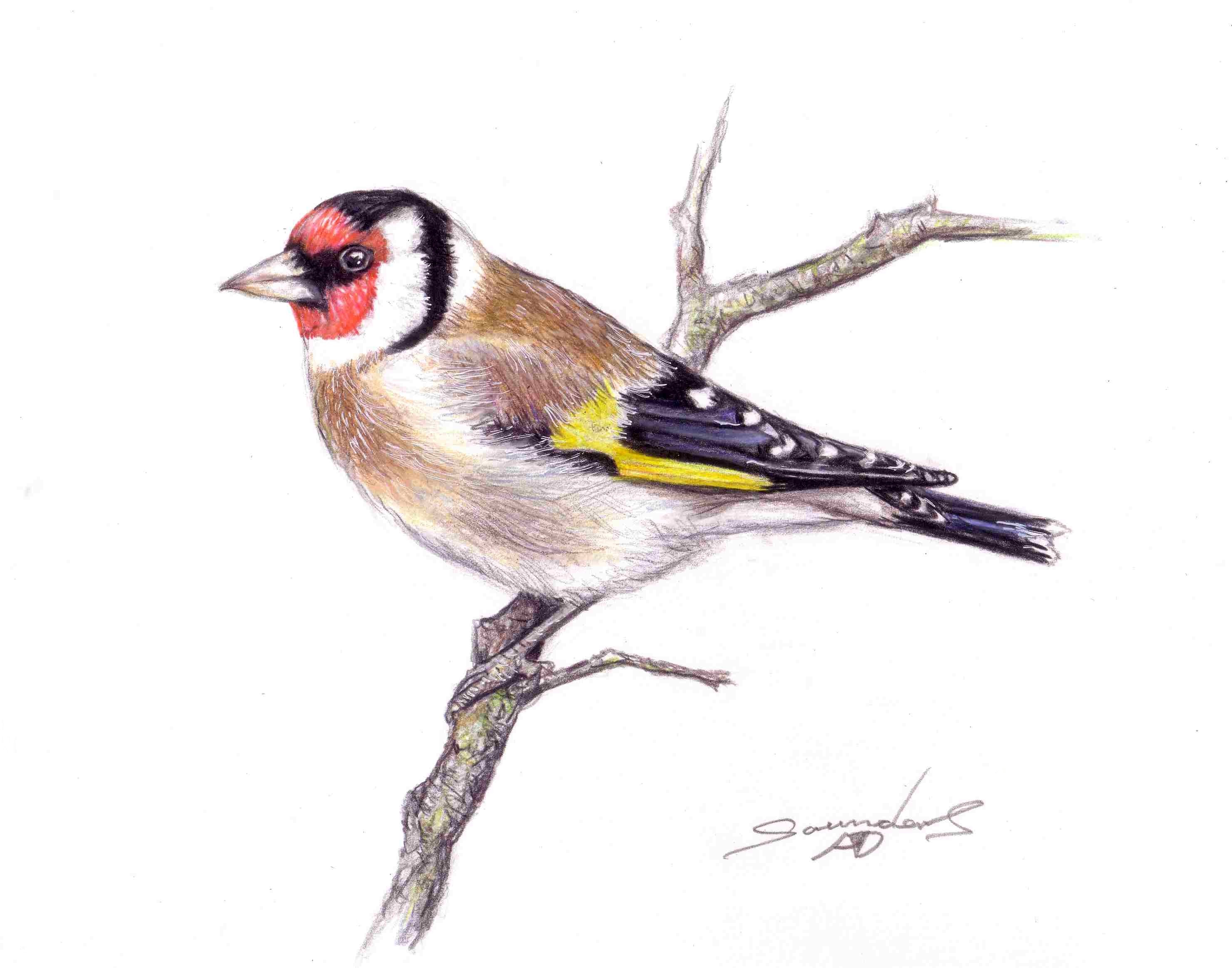 Goldfinch Drawing High-Quality