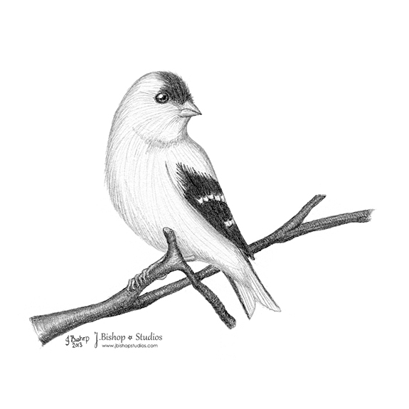 Goldfinch Drawing Photo