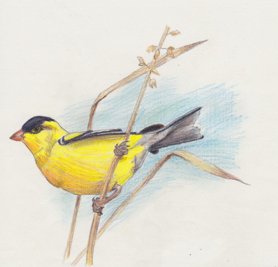 Goldfinch Drawing Pic