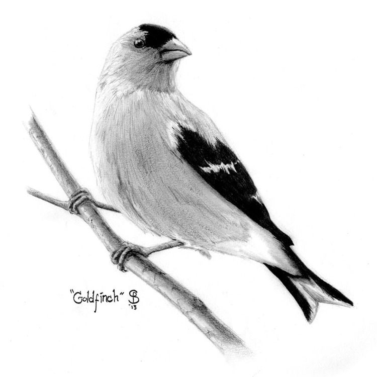 Goldfinch Drawing Pics