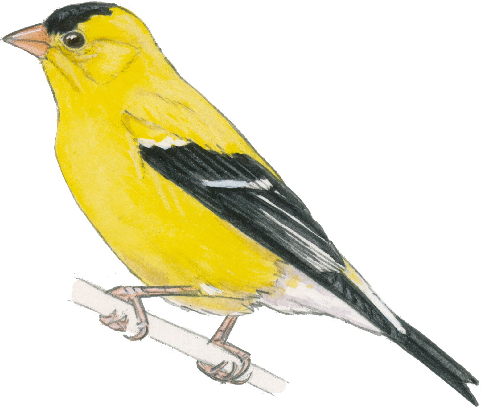 Goldfinch Drawing Realistic