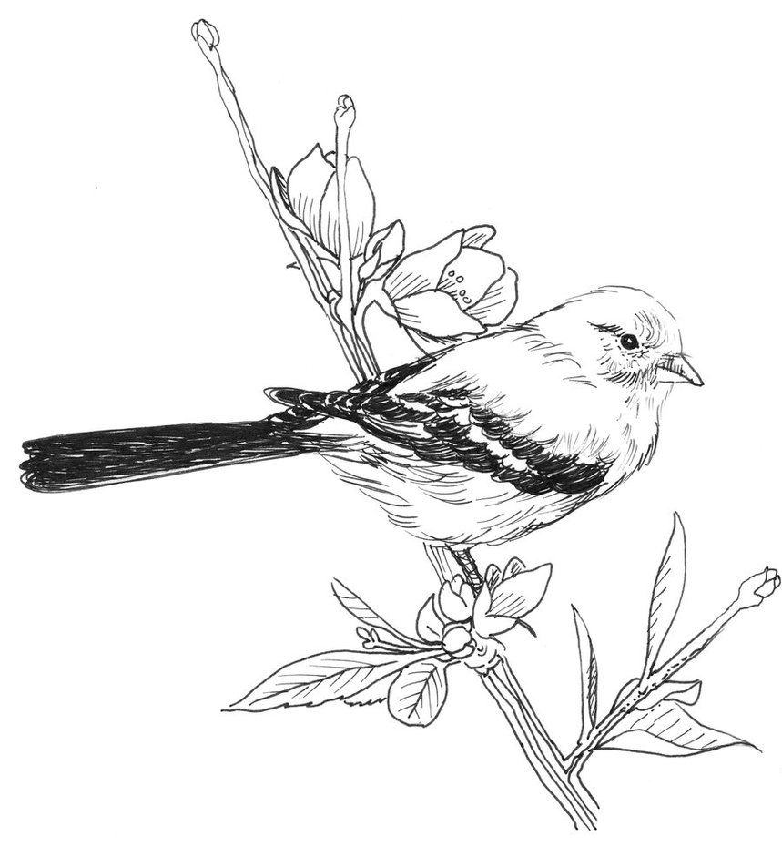 Goldfinch Drawing Sketch