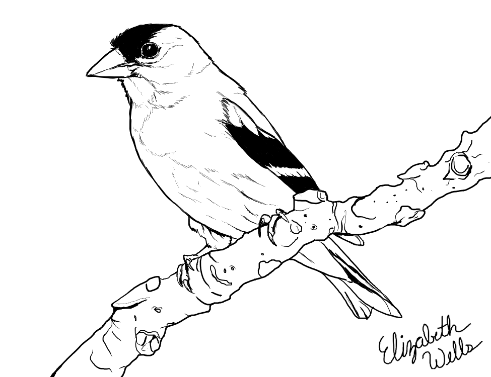 Goldfinch Drawing