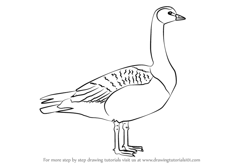 Goose Drawing Amazing