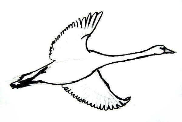 Goose Drawing Image