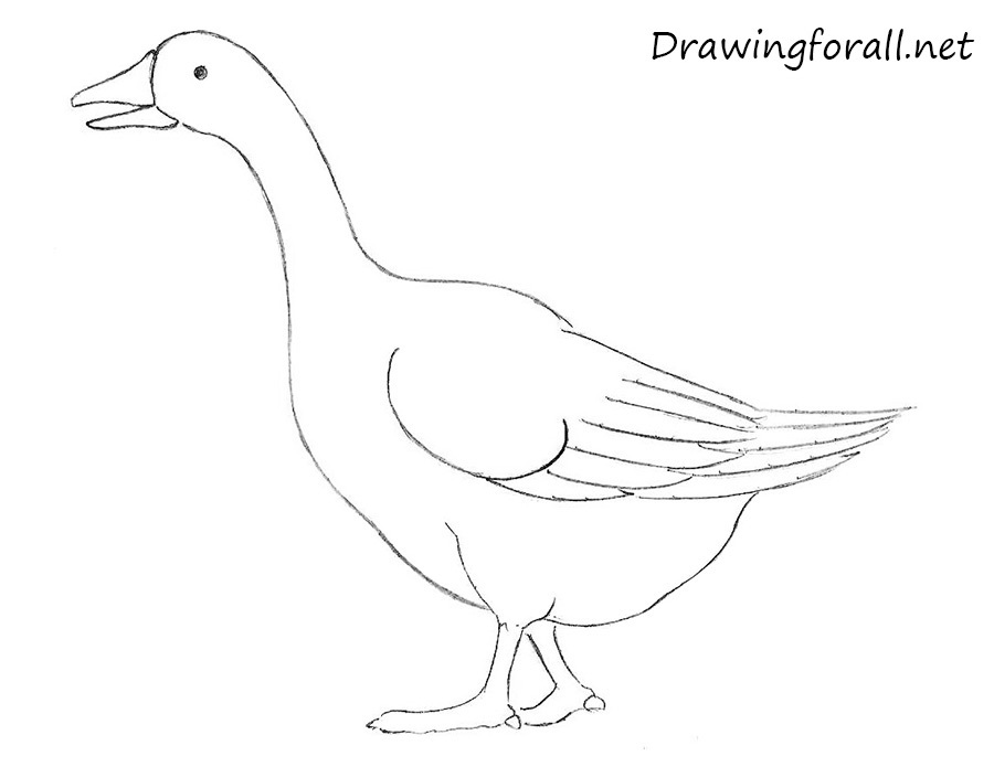 Goose Drawing Photo