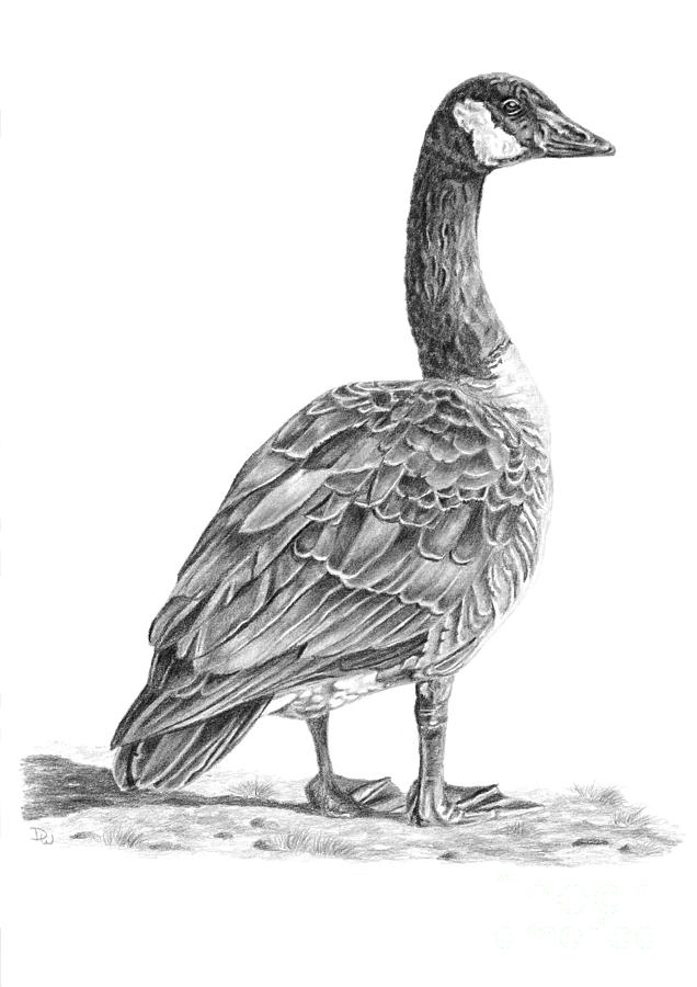 Goose Drawing Pic