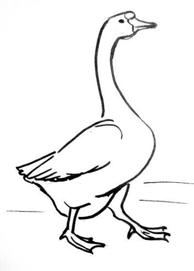 Goose Drawing Pics