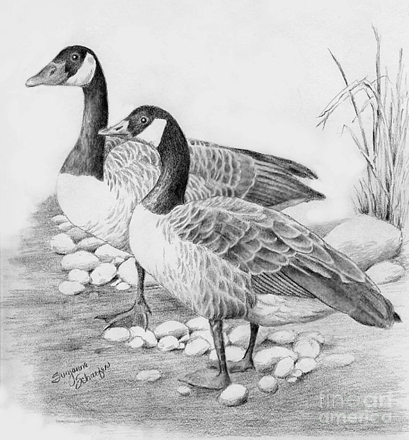Goose Drawing Picture
