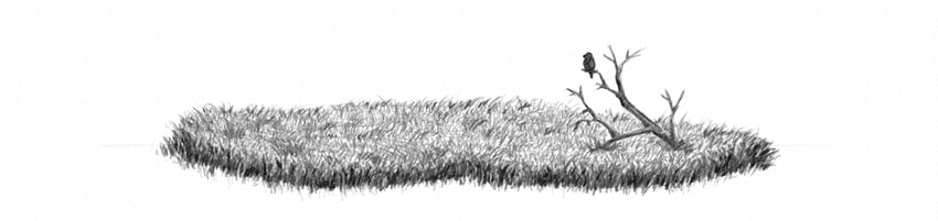 Grass Drawing