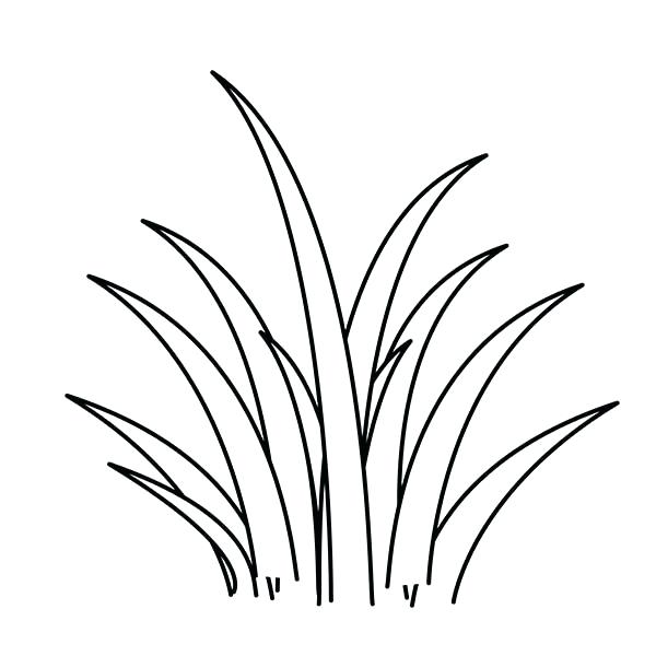 Grass Photo Drawing