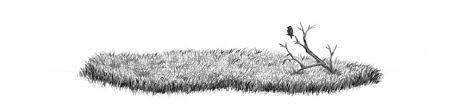 Grass Picture Drawing