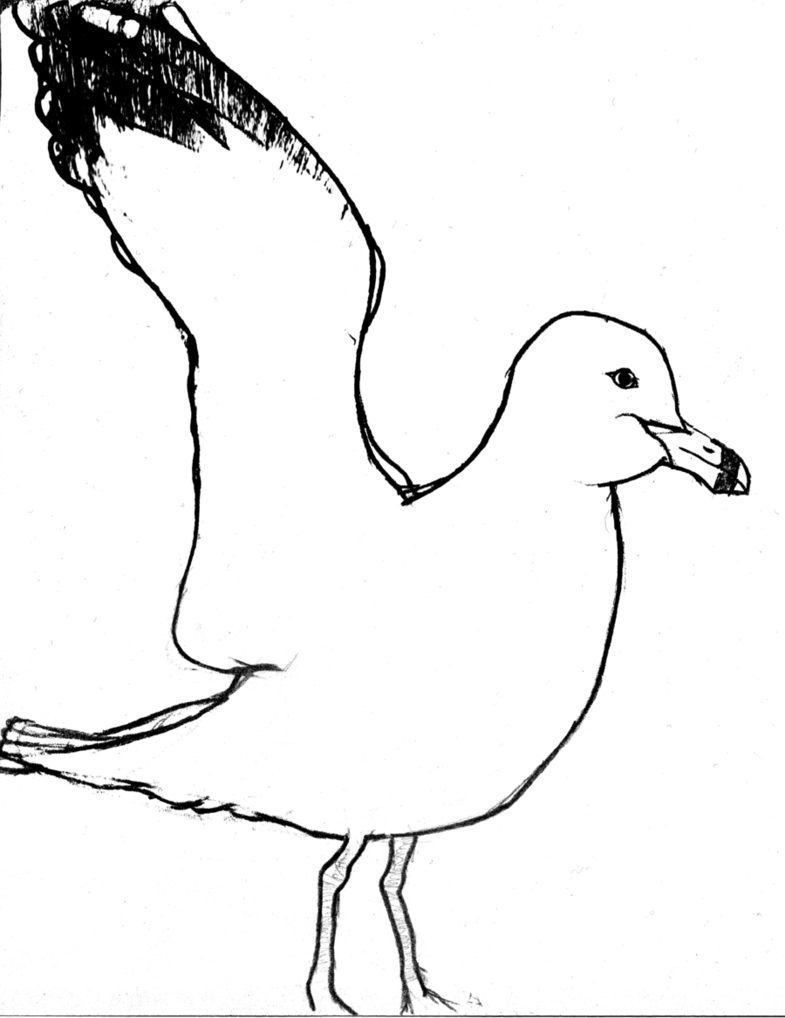 Gull Amazing Drawing