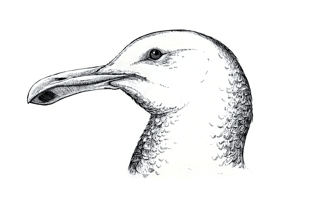 Gull Art