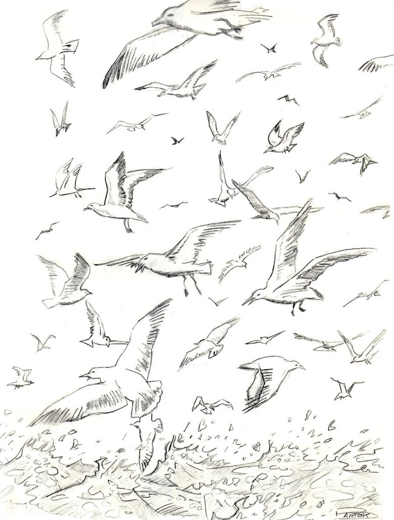 Gull Beautiful Image Drawing